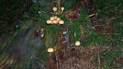 Champignons et mousse 2.jpg