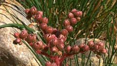 Joubarbe des toits.JPG