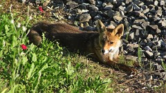 Renard devant chalet (1).JPG